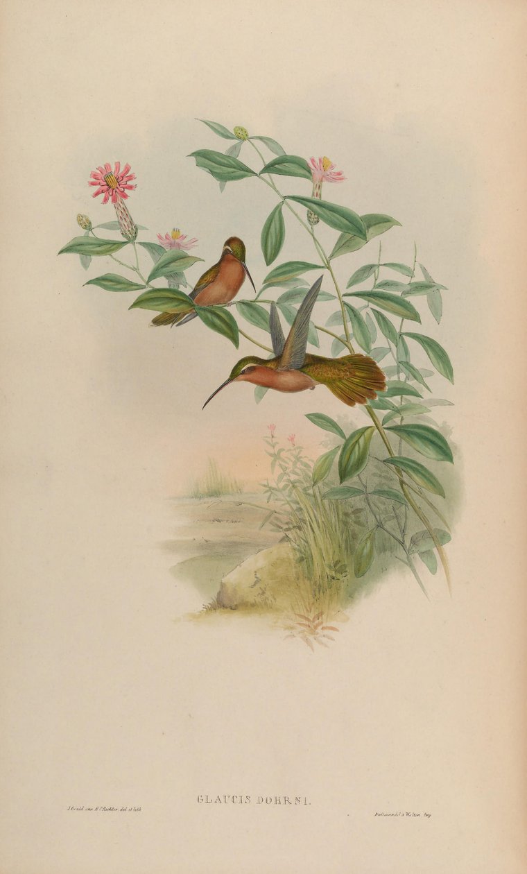 Glaucis dohrni = Glaucis dohrnii af John Gould