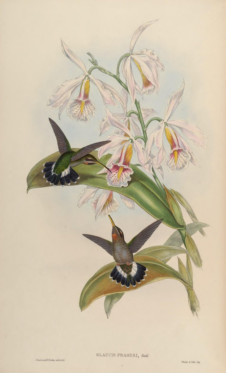 Glaucis fraseri = Threnetes ruckeri ruckeri af John Gould