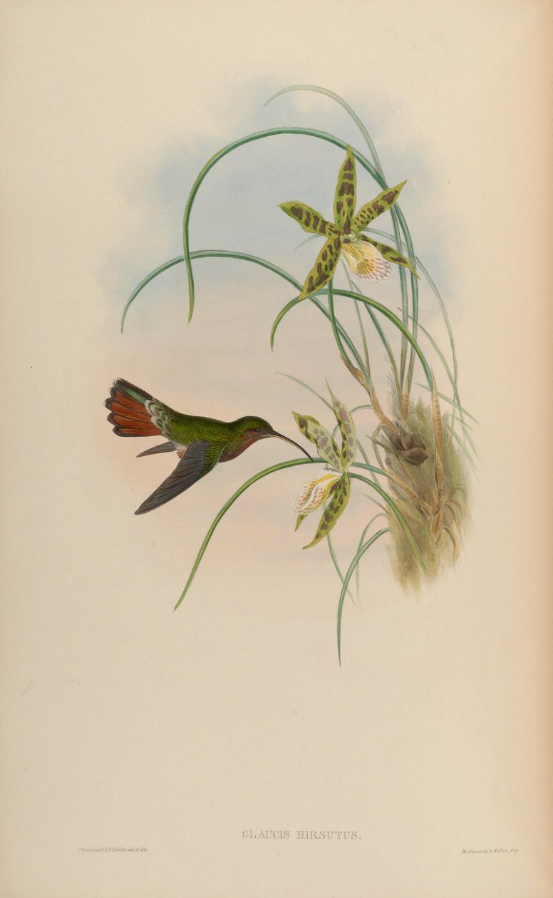 Glaucis hirsutus af John Gould