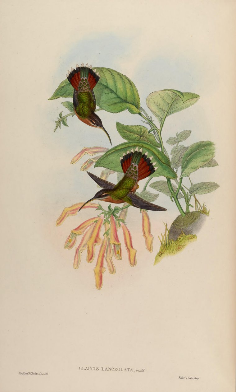 Glaucis lanceolata af John Gould