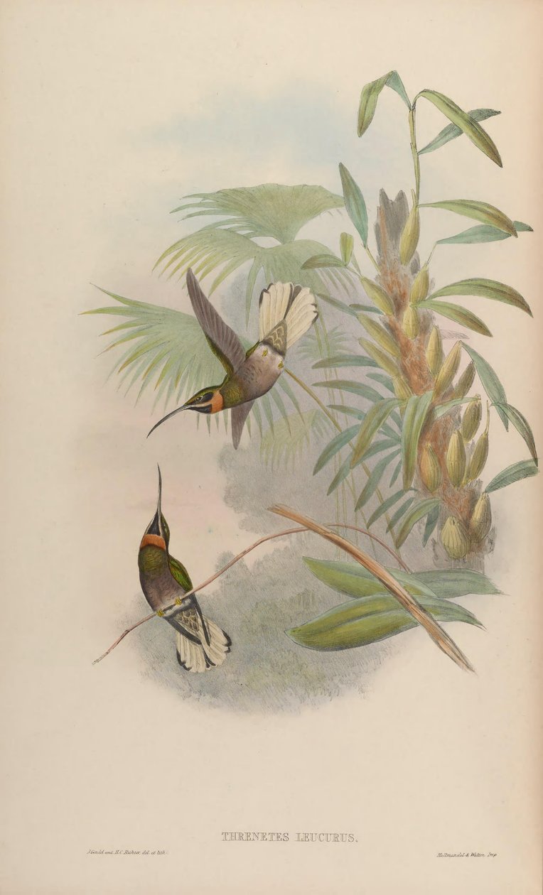 Glaucis leucurus = Threnetes leucurus af John Gould