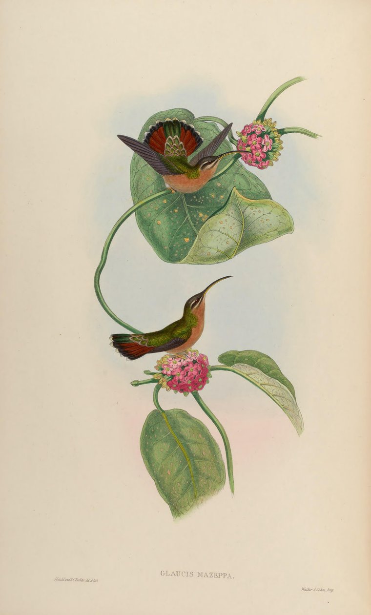 Glaucis mazeppa = Glaucis hirsutus hirsutus af John Gould