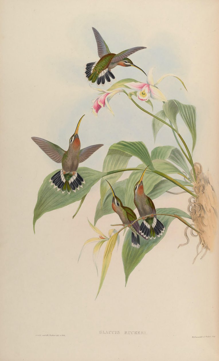 Glaucis ruckeri = Threnetes ruckeri ventosus af John Gould