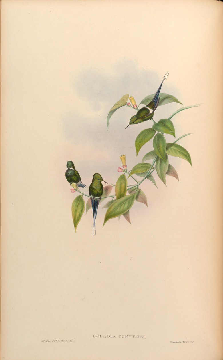 Gouldia conversi = Discosura conversii af John Gould