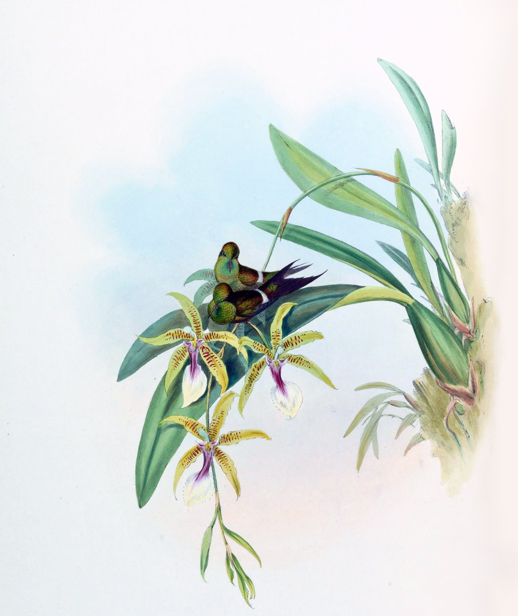 Gouldia glæde = Discosura af glæde med Oncidium af John Gould