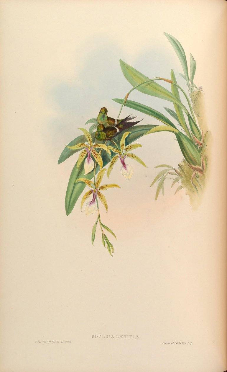 Gouldia laetitiae = Discosura letitiae med Oncidium hastilabium af John Gould