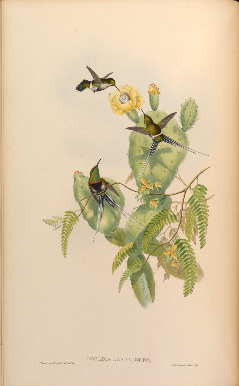 Gouldia langsdorffi = Discosura langsdorffi langsdorffi af John Gould