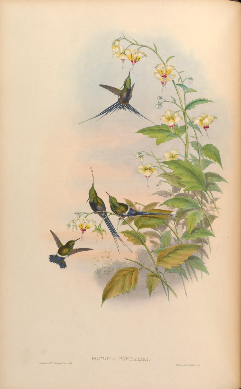 Gouldia popelairii = Discosura popelairii [2] af John Gould