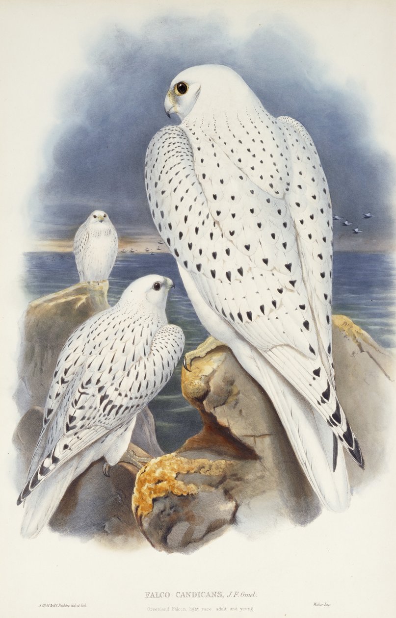 Grønlandsfalk, 1862-1873 af John Gould