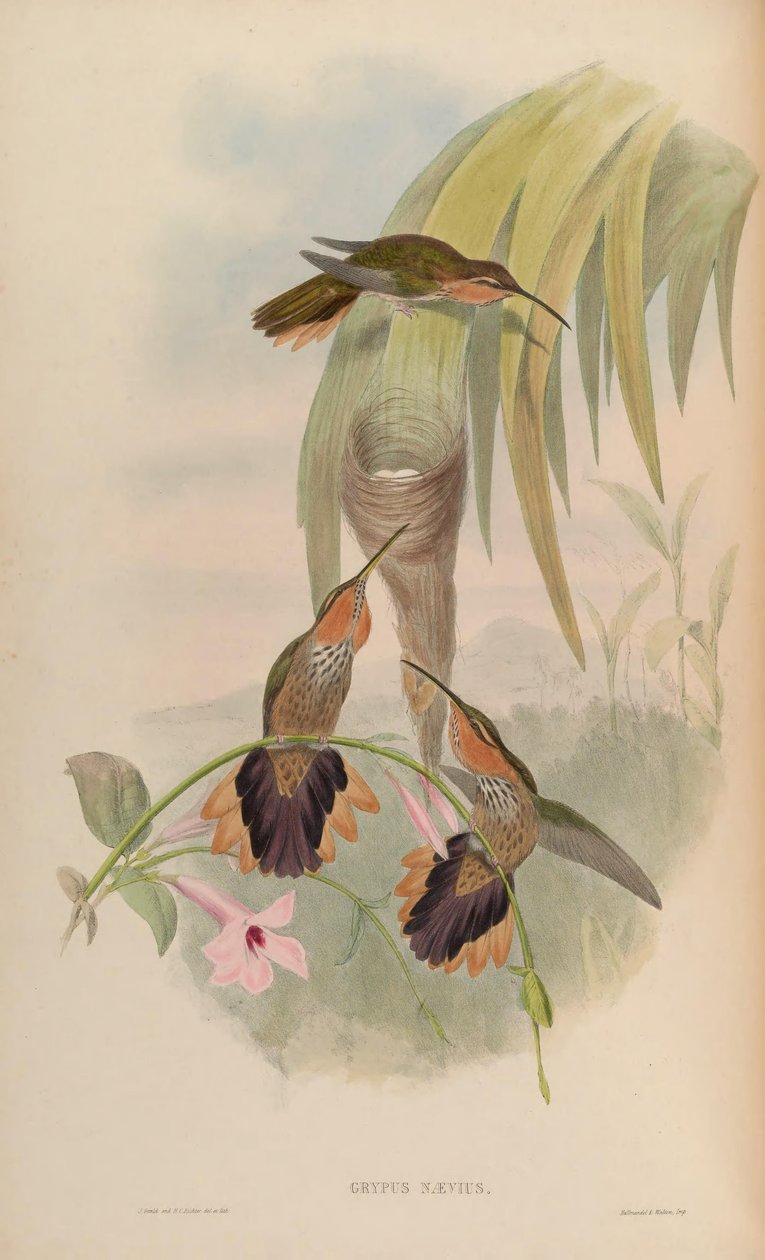 Grypus naevius = Ramphodon naevius af John Gould