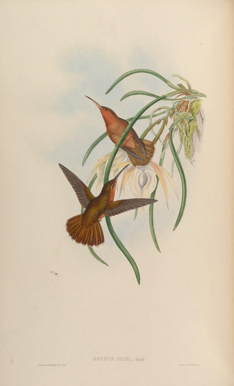 Grypus spixi af John Gould