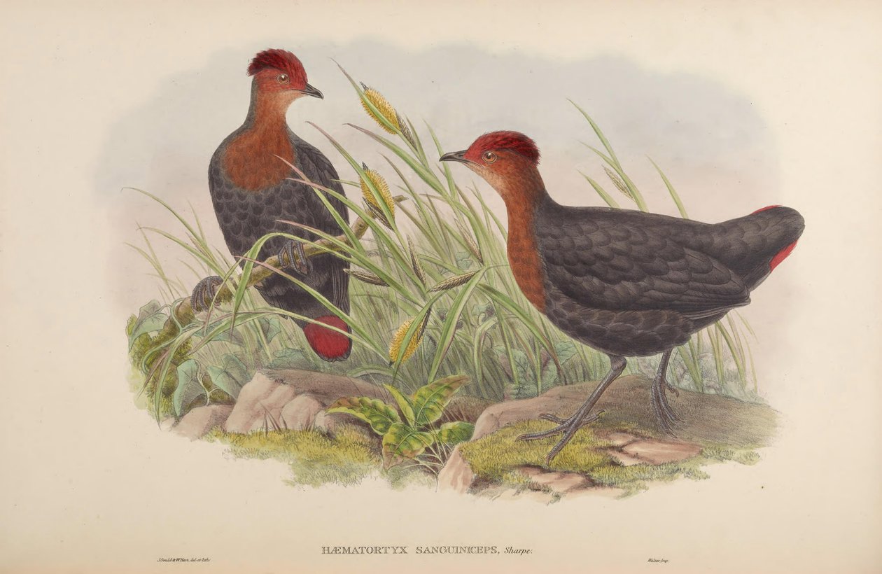 Haematortyx sanguiniceps af John Gould