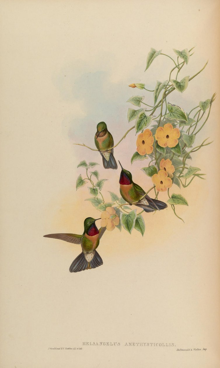 Heliangelus amethysticollis af John Gould