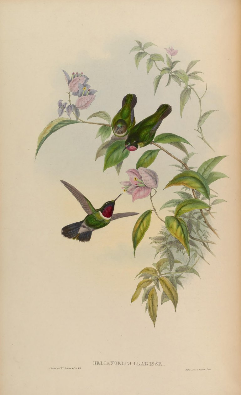 Heliangelus clarissae = Heliangelus amethysticollis clarisse af John Gould