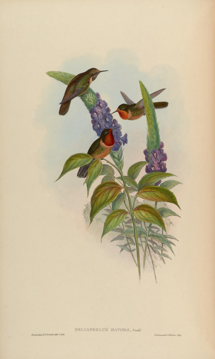 Helianthus favoriserer af John Gould