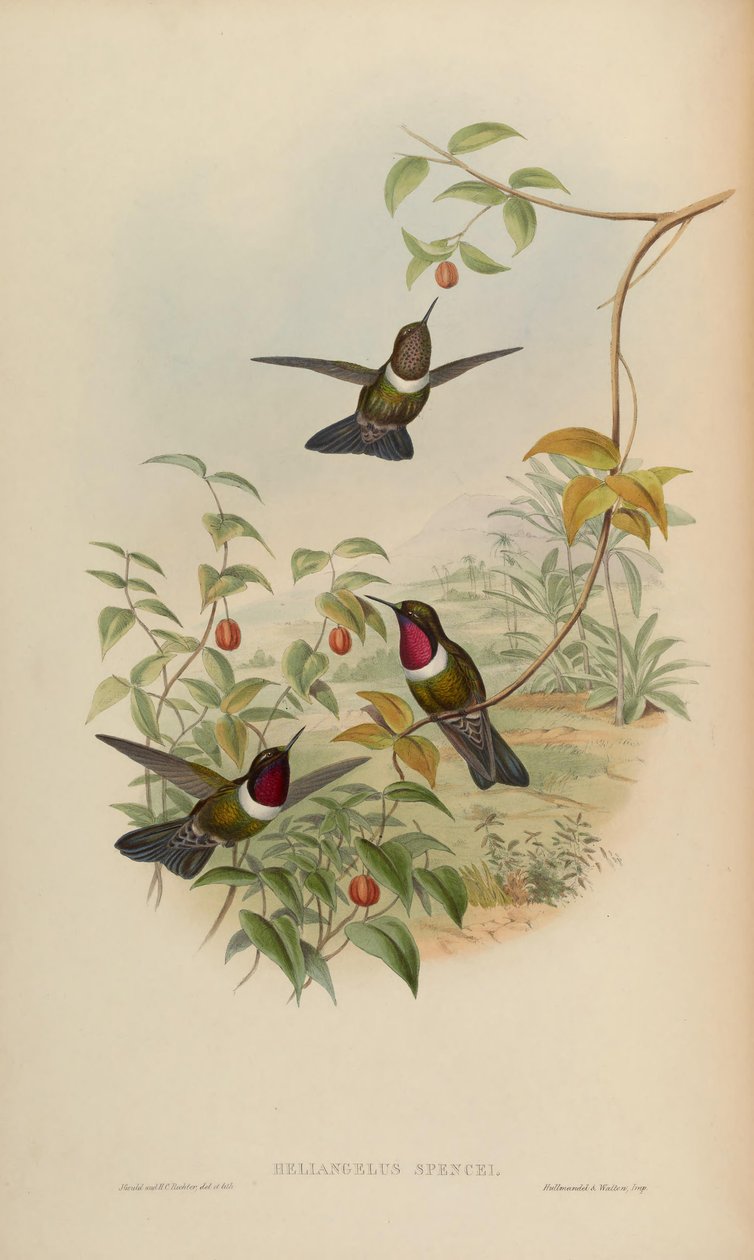 Heliangelus spencei = Heliangelus amethysticollis spencei af John Gould