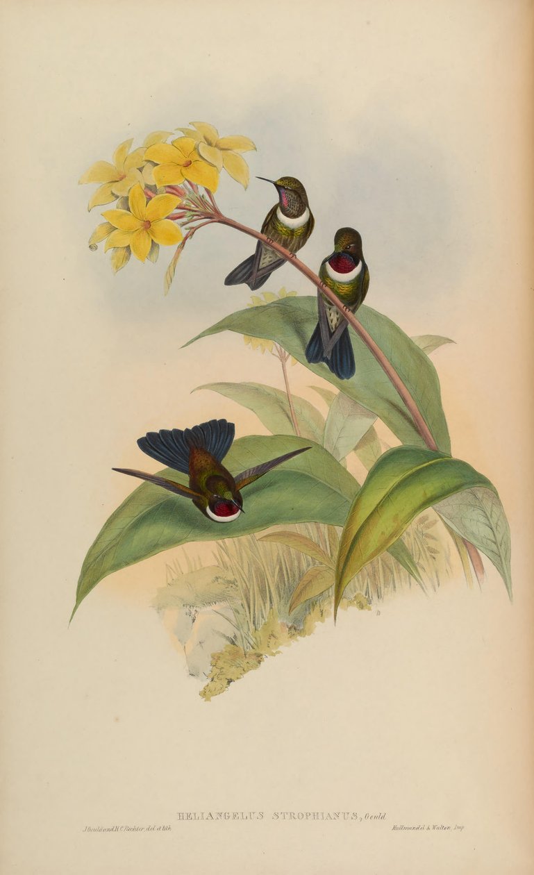 Heliangelus strophianus af John Gould