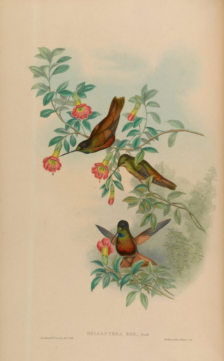 Helianthea eos = Coeligena bonapartei eos (IOC 3.2) af John Gould