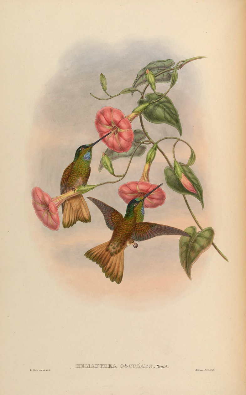 Helianthea kissing = Coeligene kissing af John Gould