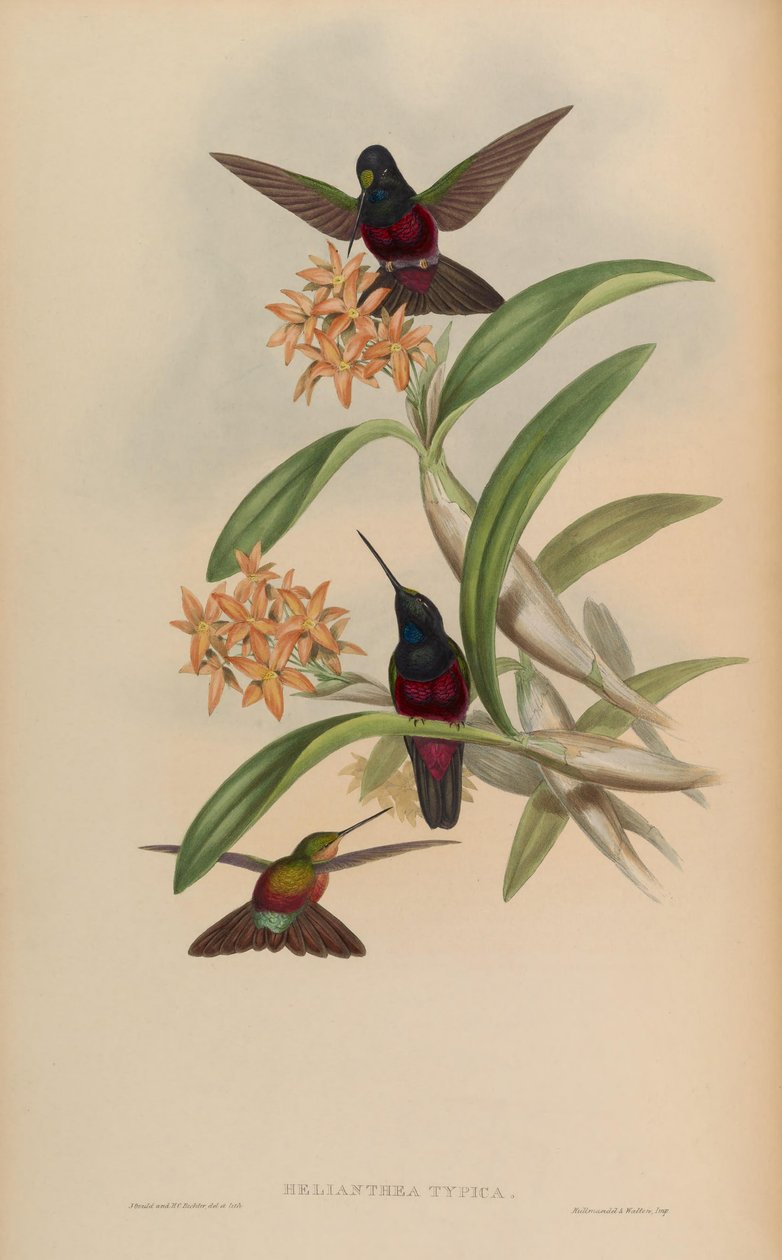 Helianthea typica = Coeligena helianthea af John Gould