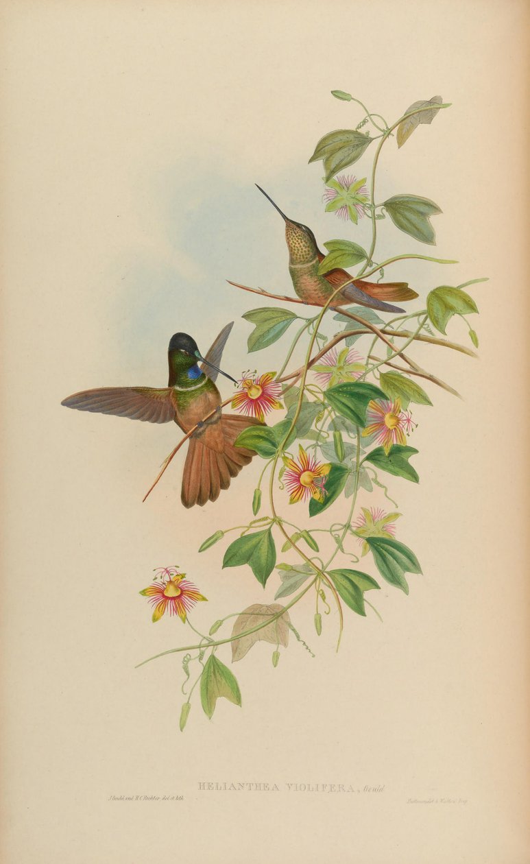Helianthea violifera = Coeligena violifer af John Gould