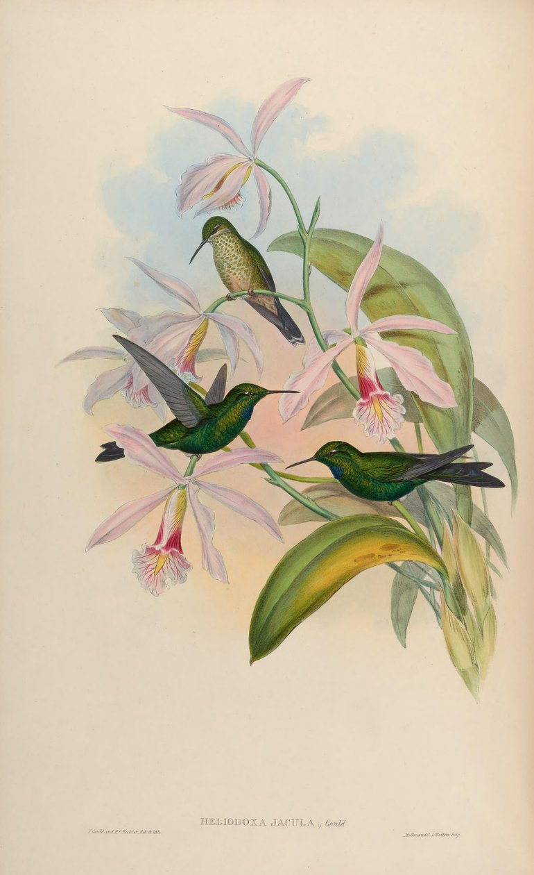 Heliodox dart af John Gould