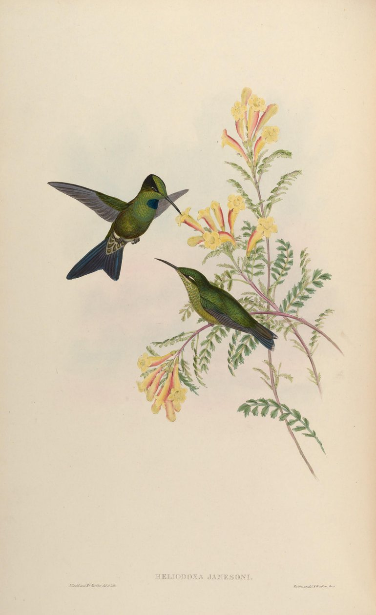 Heliodoxa jamesoni = Heliodox skydespil af John Gould