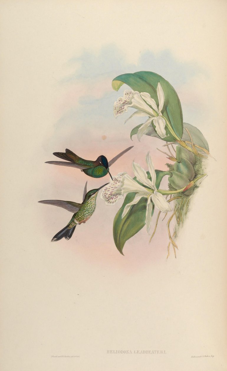 Heliodoxa leadbeateri af John Gould
