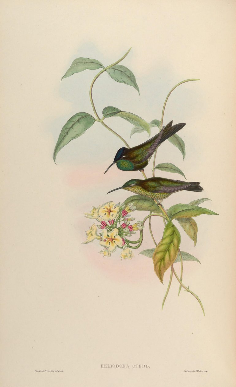 Heliodoxa otero = Heliodoxa leadbeateri af John Gould