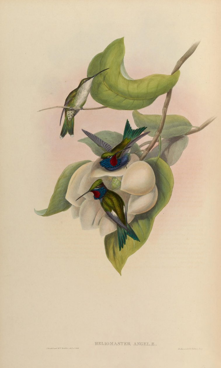 Heliomaster angelae = Heliomaster furcifer af John Gould