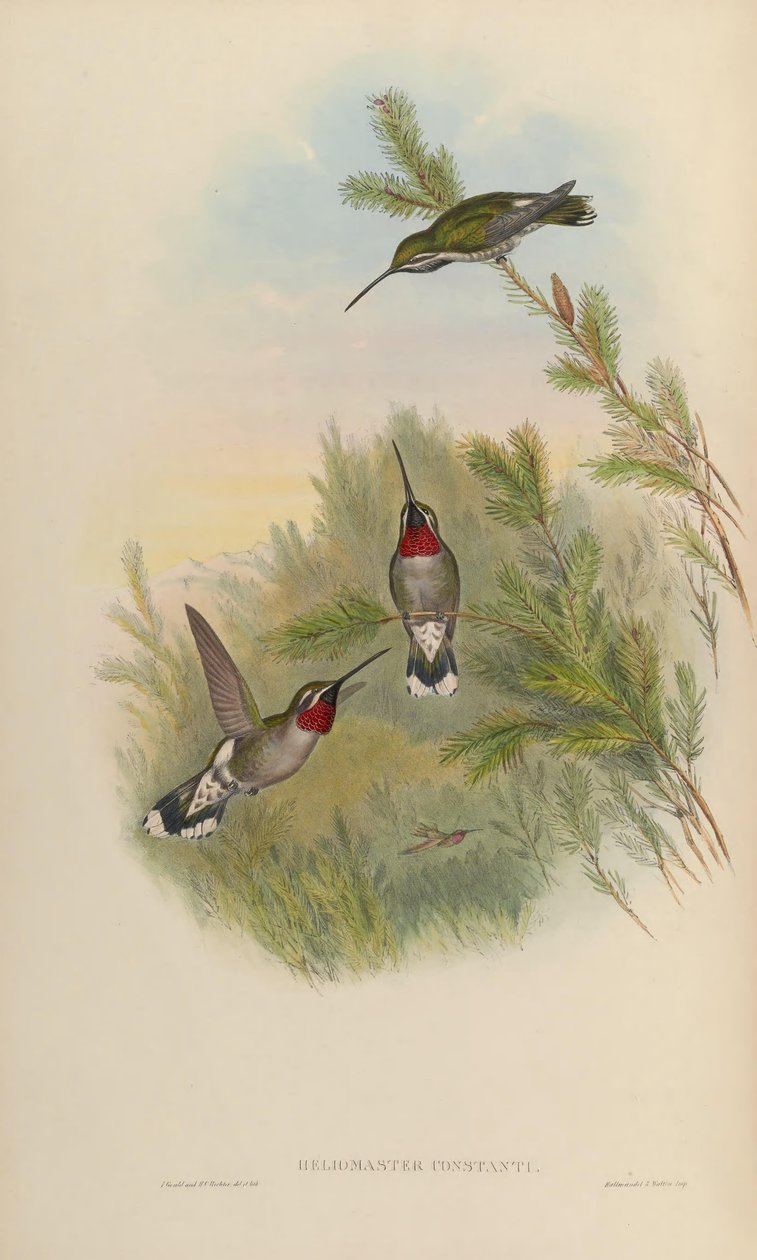 Heliomaster af John Gould