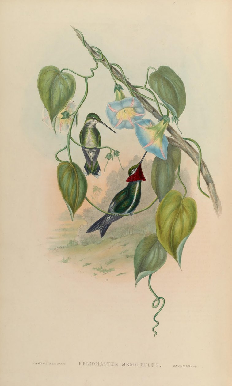 Heliomaster mesoleucus = Heliomaster squamosus af John Gould