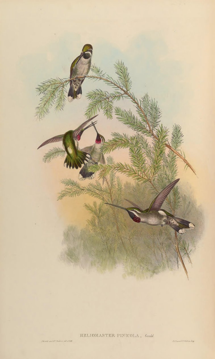 Heliomaster pinicola = Heliomaster constantii af John Gould