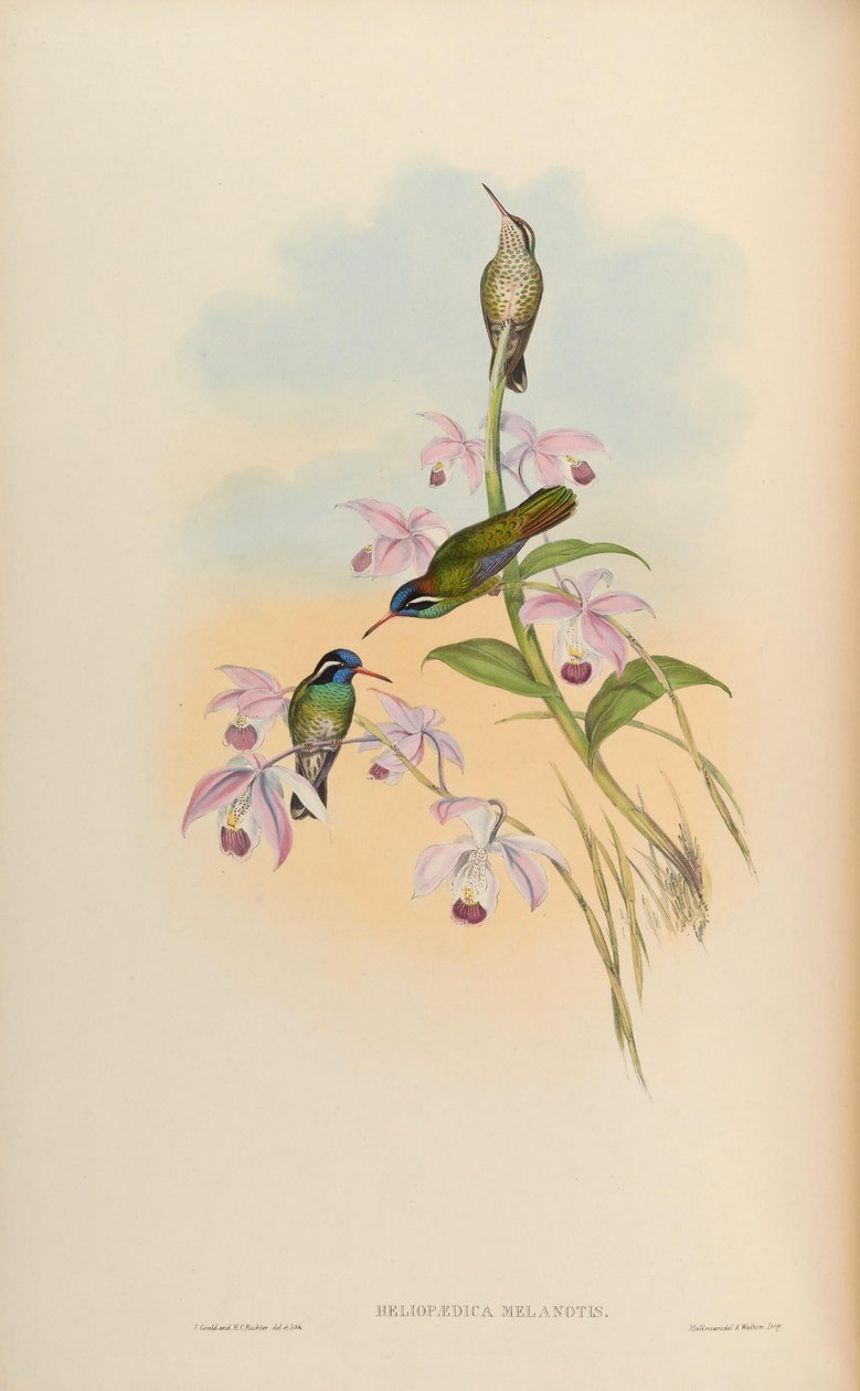 Heliopaedica melanotis = Basilinna leucotis af John Gould