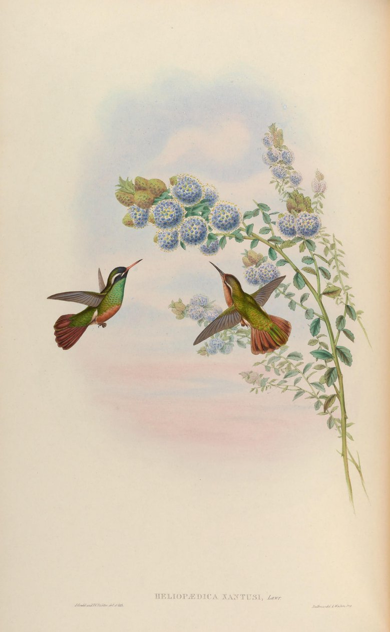 Heliopedike xanthusi = Basilina xantusii af John Gould