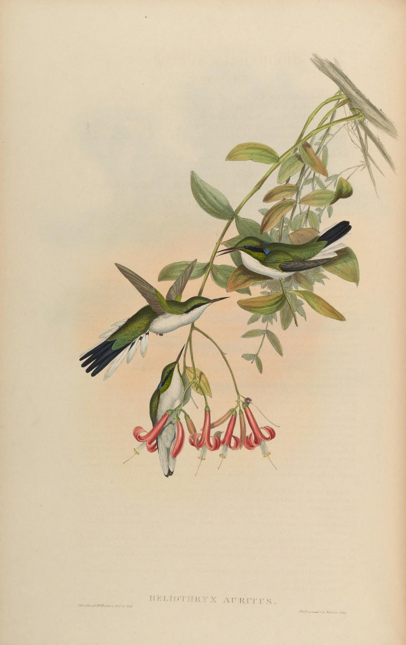 Heliothryx auritus af John Gould