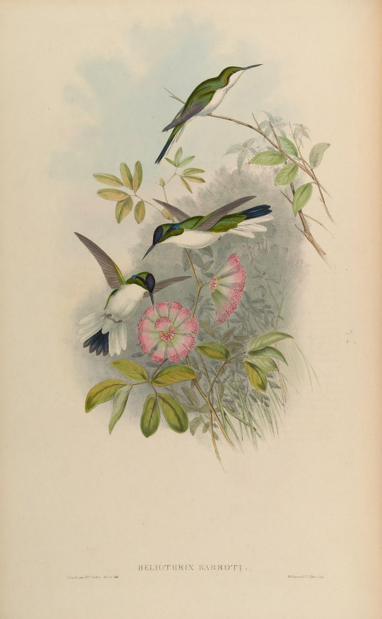 Heliothryx barroti af John Gould