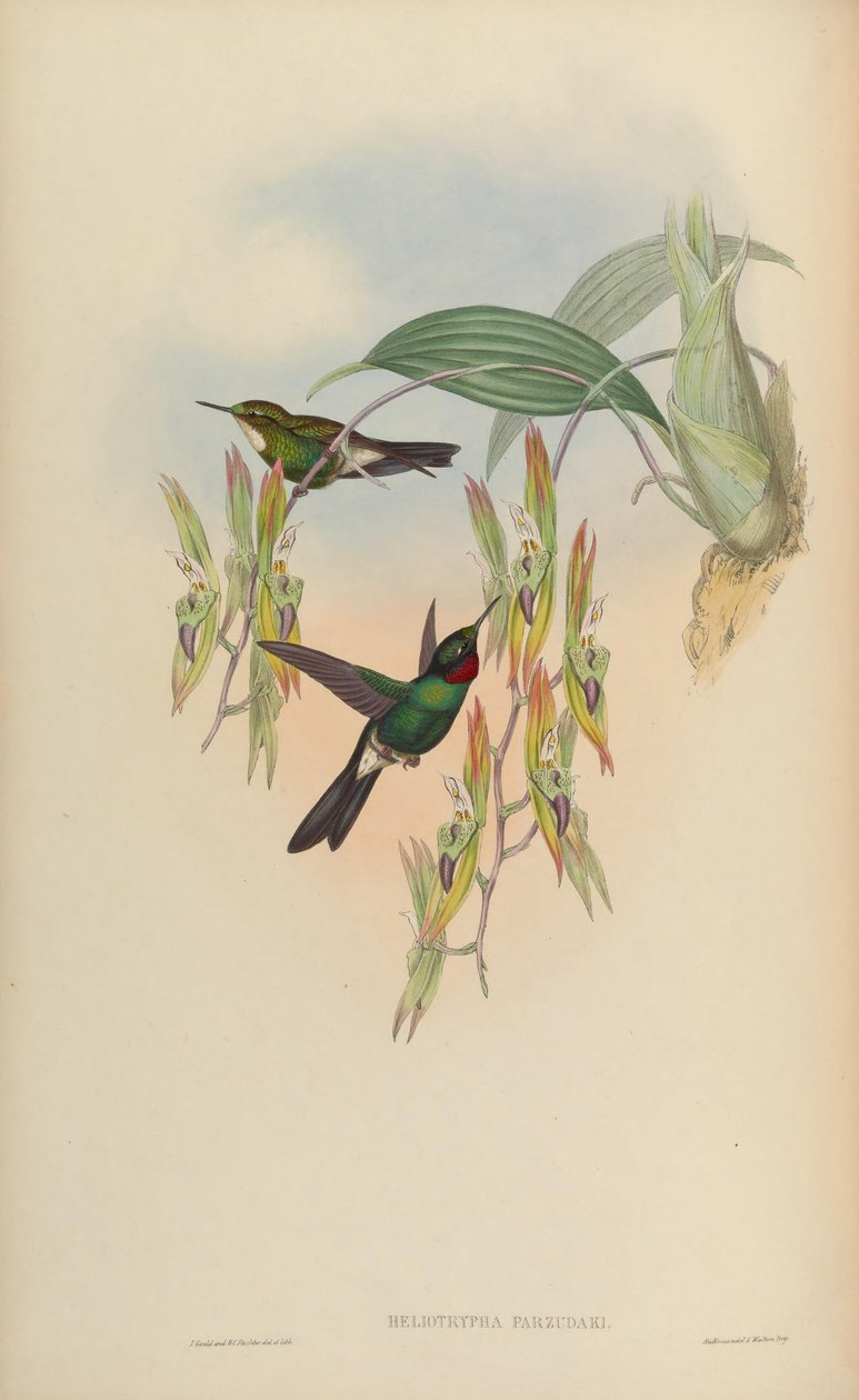 Heliotrypha parzudaki = Heliangelus af John Gould