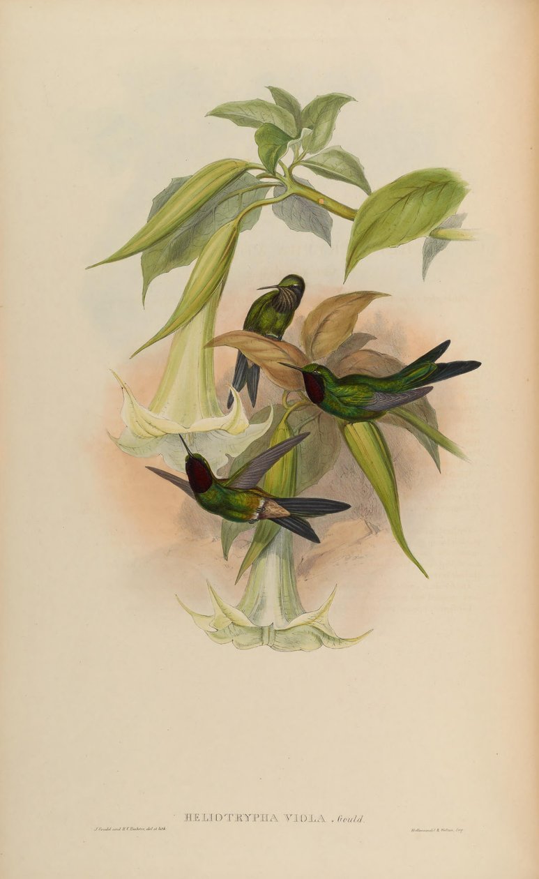 Heliotrypha viola = Heliangelus viola af John Gould