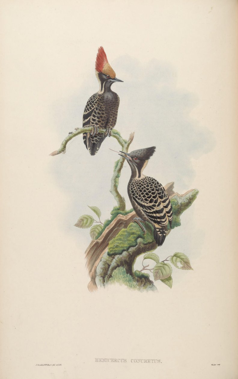 Hemicercus beton = Hemicircus beton [2] af John Gould