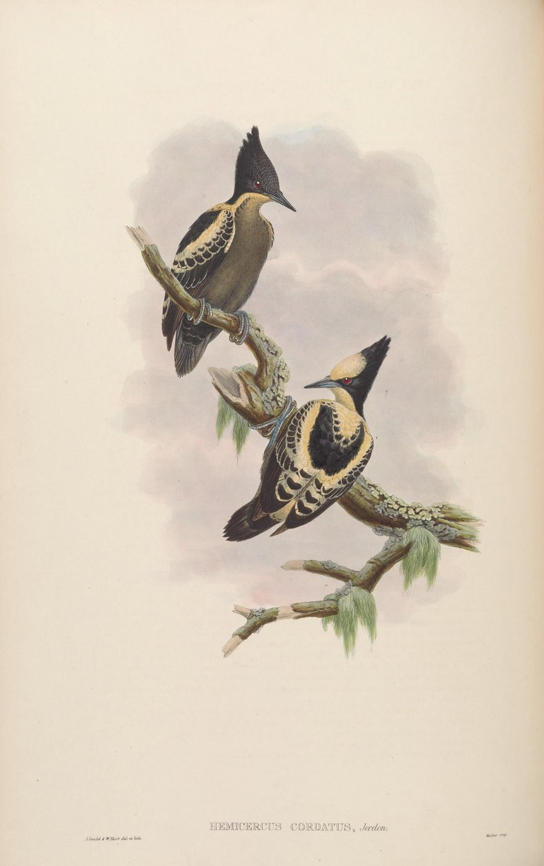 Hemicercus cordatus = Hemicircus synger [2] af John Gould