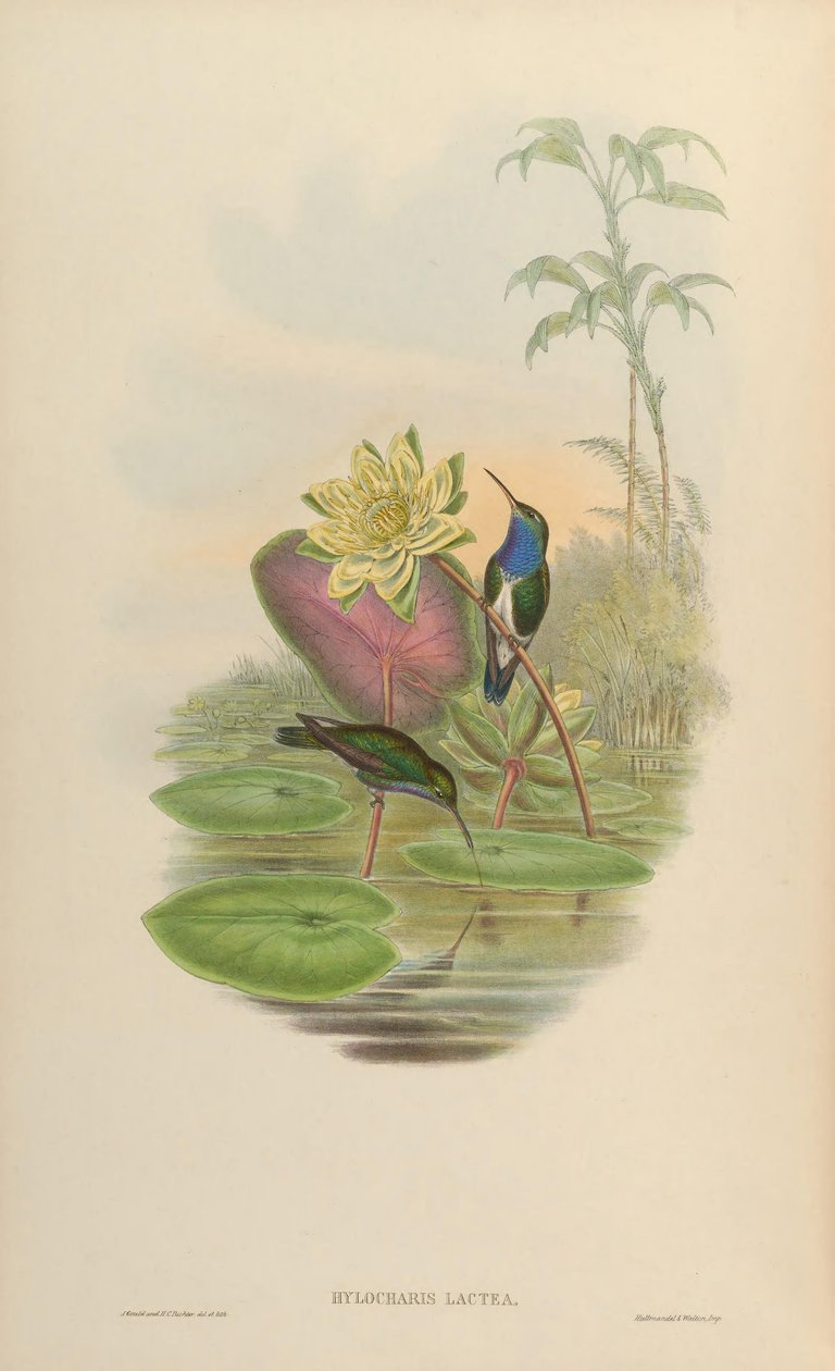 Hylocharis lactea = Amazilia lactea af John Gould