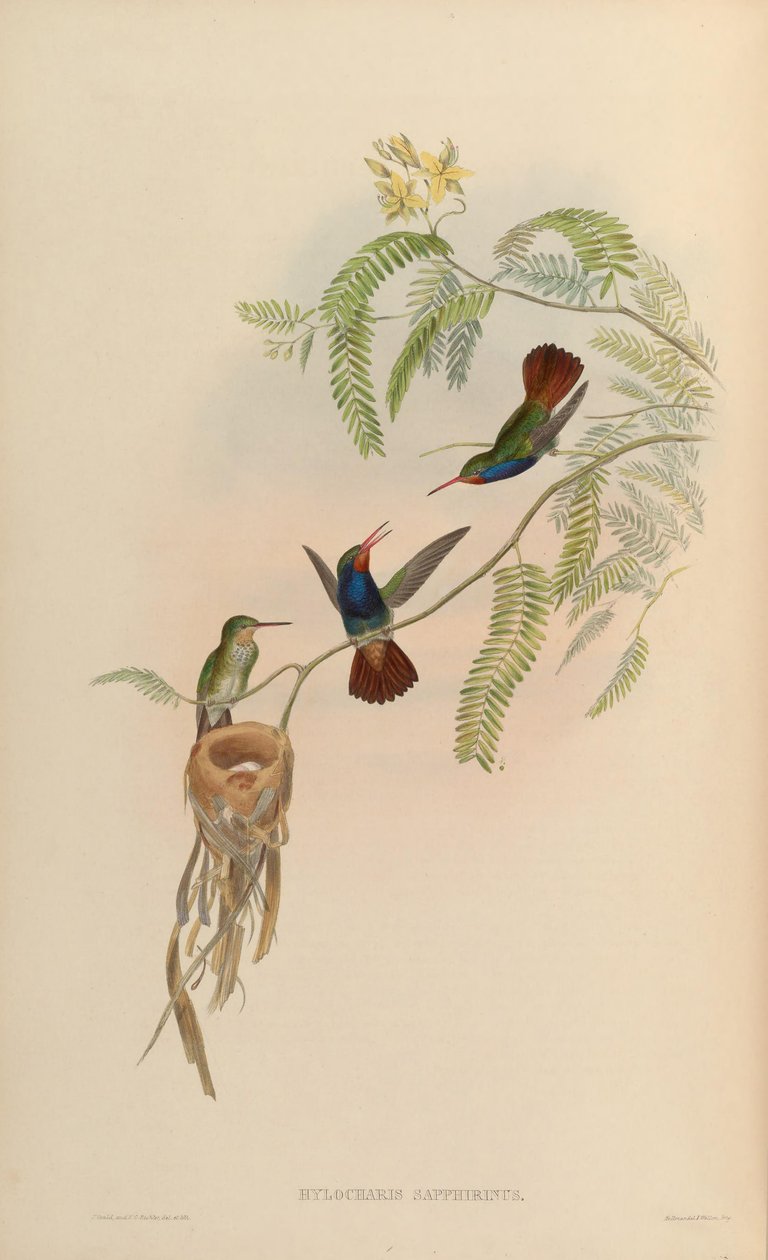 Hylocharis sapphirina af John Gould