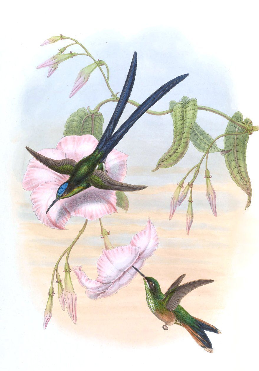 Hylonympha macrocerca af John Gould