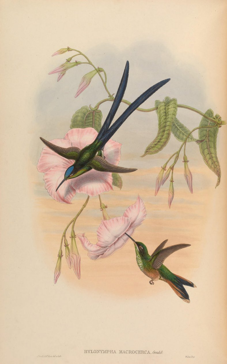 Hylonympha macrocerca af John Gould