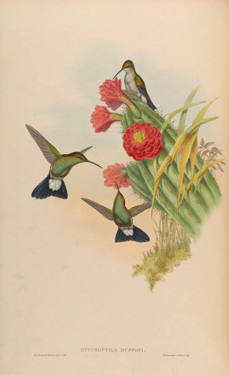 Hypuroptila buffonii = Chalybura buffonii af John Gould