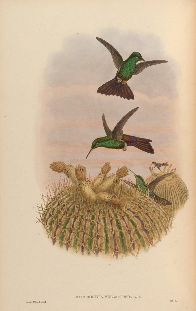 Hypuroptila melanorrhoa = Chalybura urochrysia af John Gould