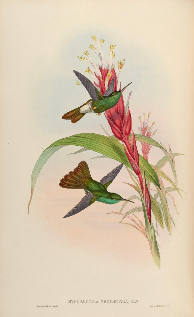 Hypuroptila urochrysia = Chalybura urochrysia af John Gould