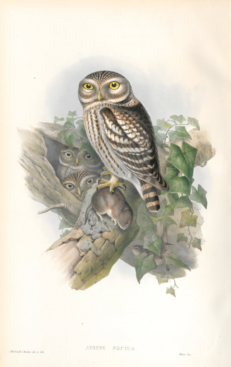 Illustration af Athene Noctua (lille ugle) af John Gould