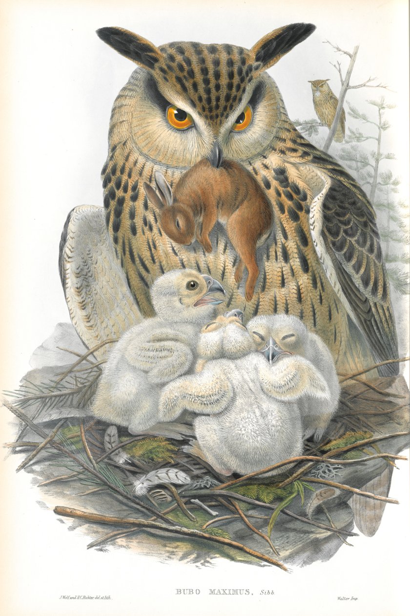 Illustration af Bubo Maximus (Eagle Owl) af John Gould